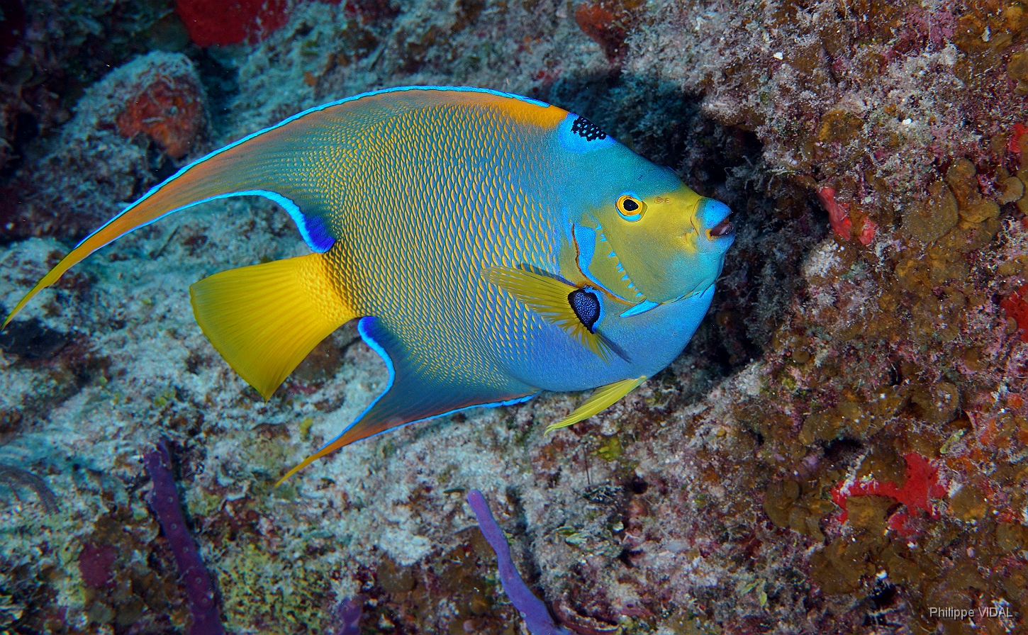 MediaEarth - Bahamas 2017 - DSC02297_rc - Queen Angelfish - Holocanthus ciliaris.jpg